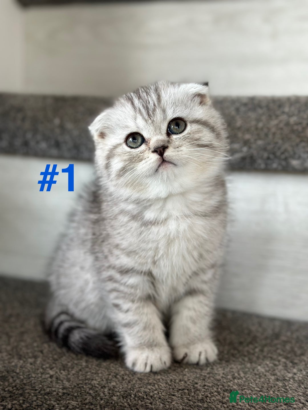 Scottish Fold cats for sale: Adorable Scottish Fold Kittens Ready for New Homes - Image 11