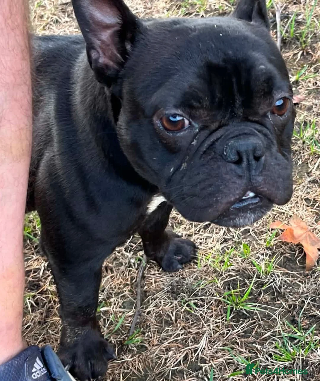 French Bulldog dogs for adoption: Dolly is looking for a loving home  - Advert 11