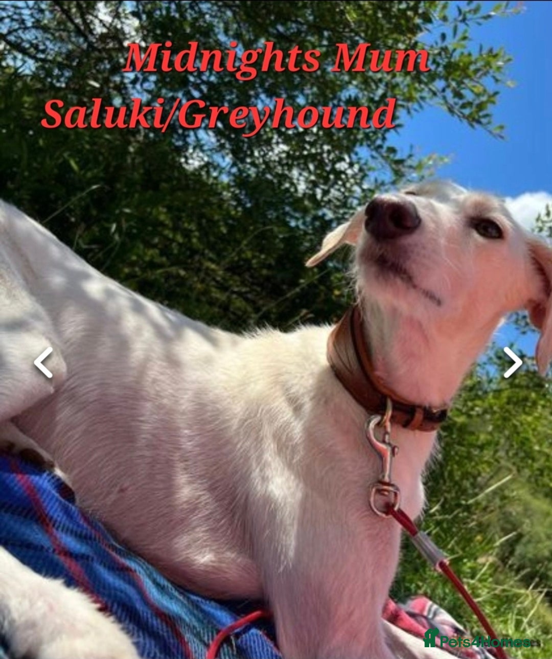Lurcher dogs for sale: Lurcher Pups - Image 10