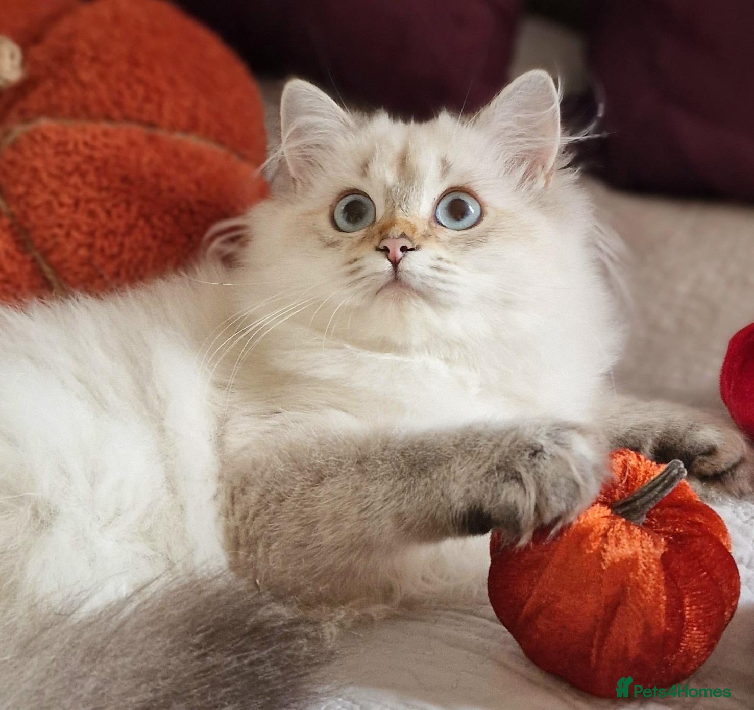 British Shorthair cats 💖READY TO GO!💖GOLDEN &SILVER POINT BSH KITTENS💖 - Advert 1