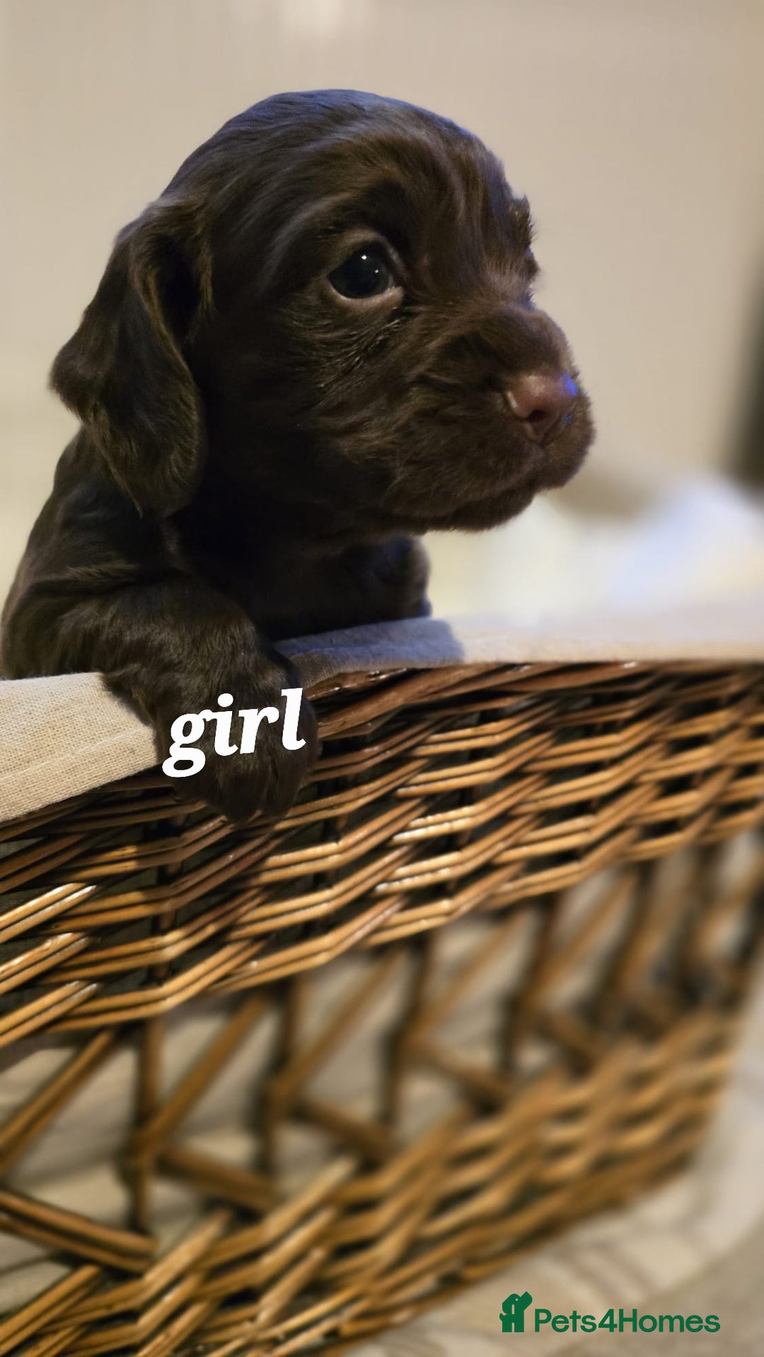 Cocker Spaniel dogs for sale: 3 beautiful working cocker spaniel pups  - Advert 14