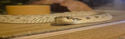 Snake reptiles for sale: Hognose  - Advert 1