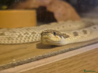 Snake reptiles Hognose - Advert 1