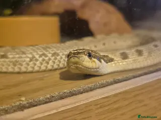 Snake reptiles Hognose - Advert 2
