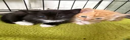 Mixed Breed cats for sale: 3 beautiful kittens looking for a loved homes - Advert 9