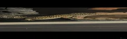 Leopard Gecko reptiles for sale: Leopard gecko  in Dumfries - Advert 3