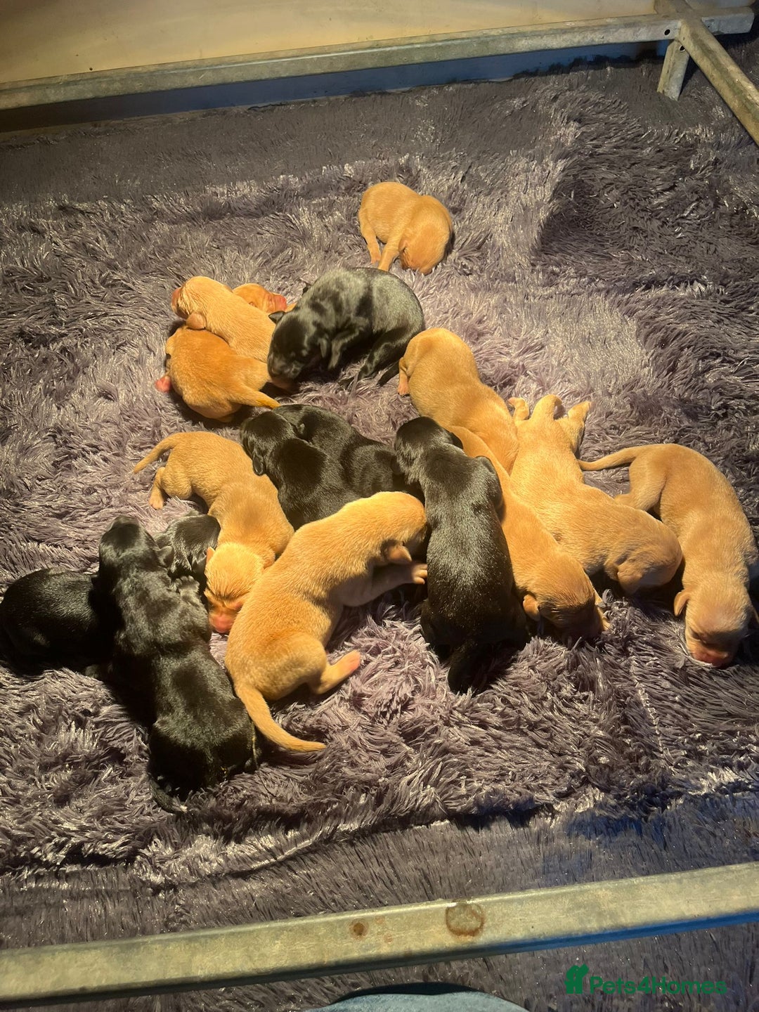 Labrador Retriever dogs for stud: PROVEN KC Fox Red Health Tested Labrador Stud Dog in Chippenham - Image 7