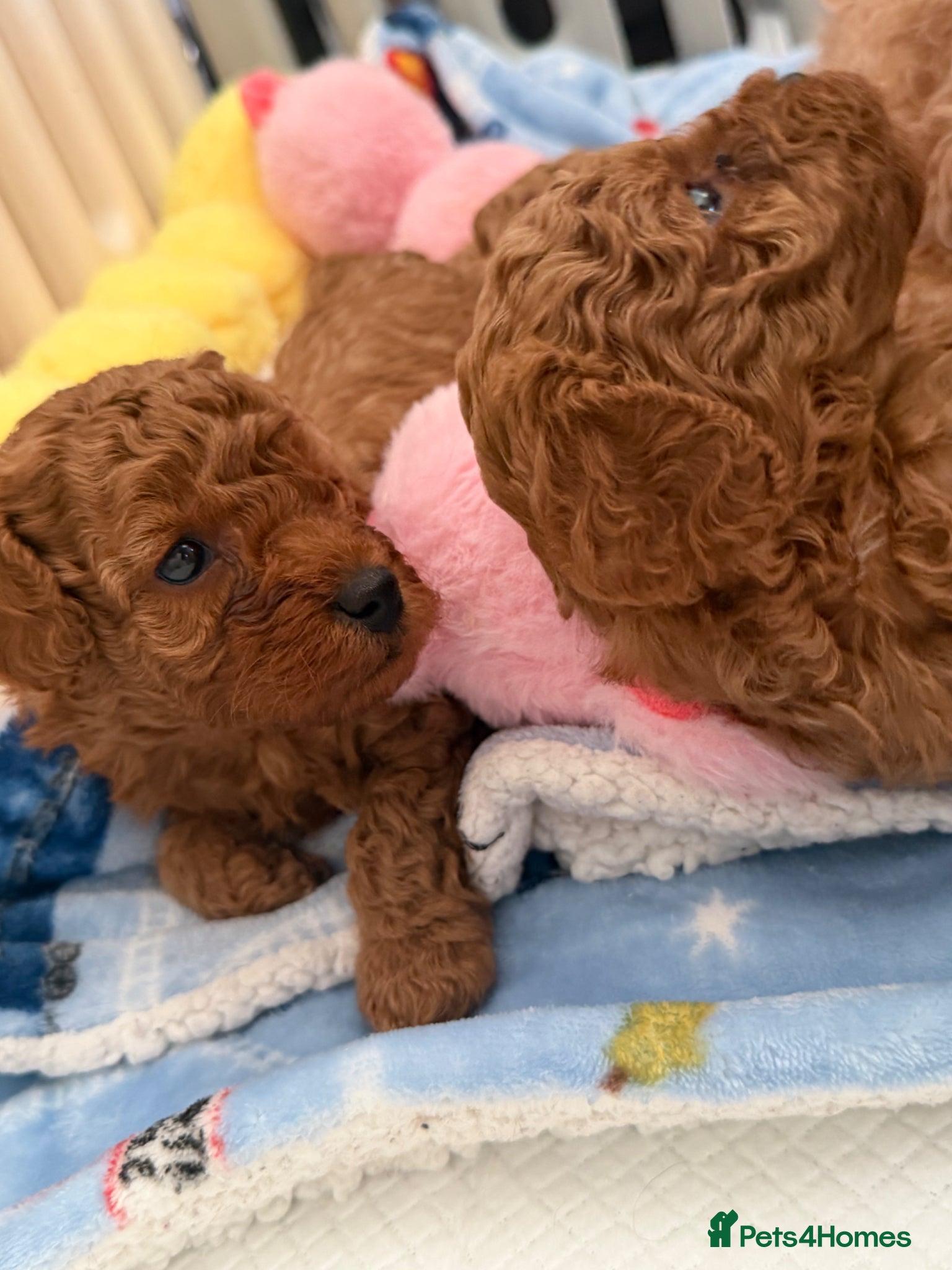 Cavapoo dogs F1bb Red Toy Cavapoo health tested parents - Advert 8