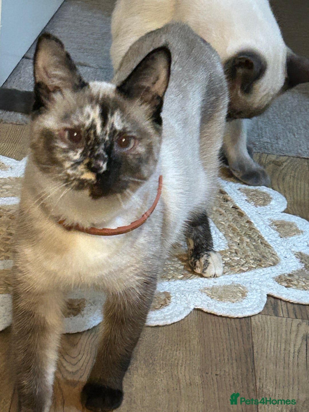 Ragdoll cats for sale: Beautiful, loving and playful girl kitten - Advert 7