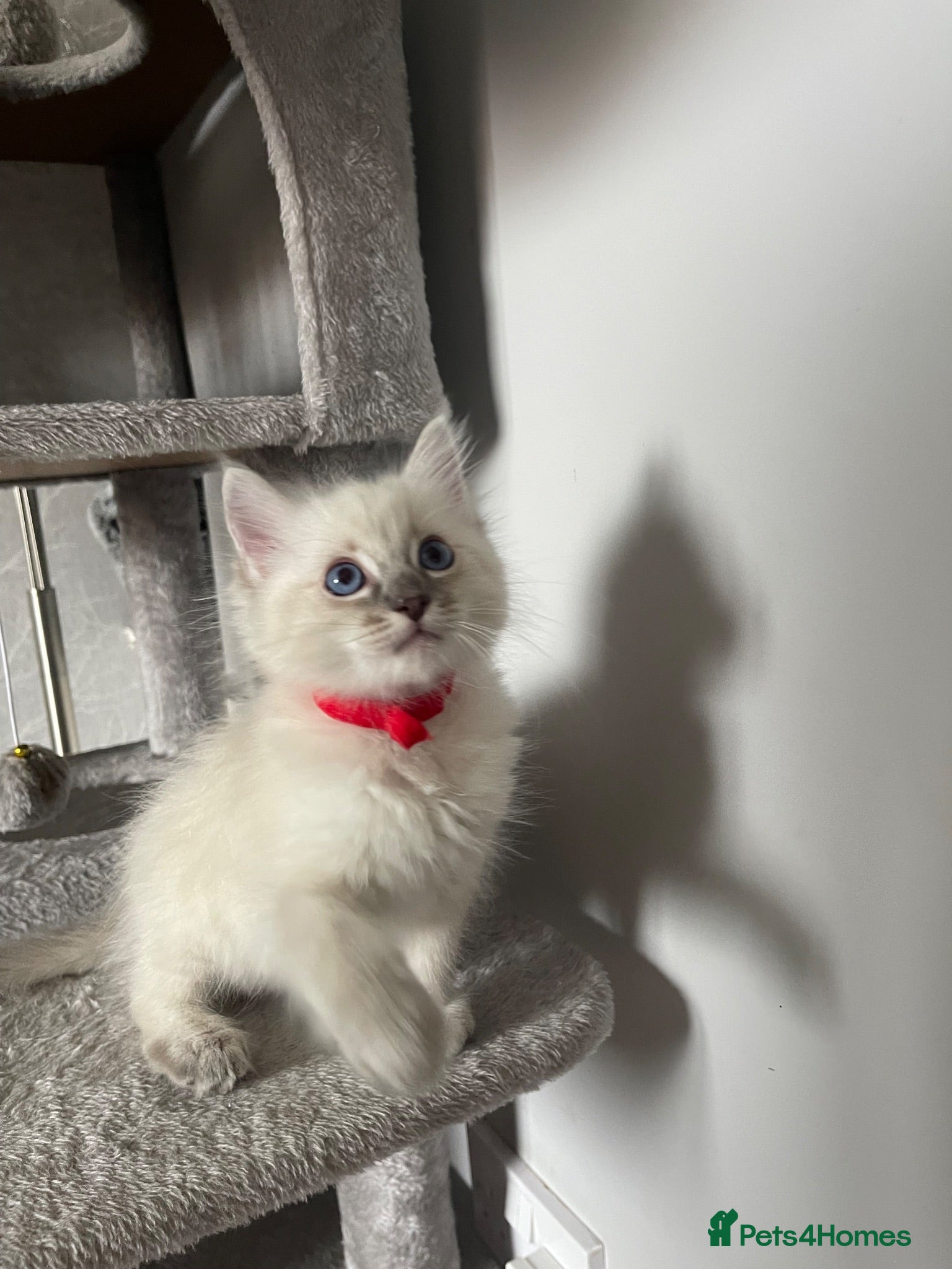 Ragdoll cats 🐾 GCCF Ragdoll Kittens🐾 - Advert 5