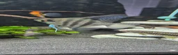 Angelfish fish for sale: Blue Ghost and Koi angelfish (separate/pair) - Advert 5