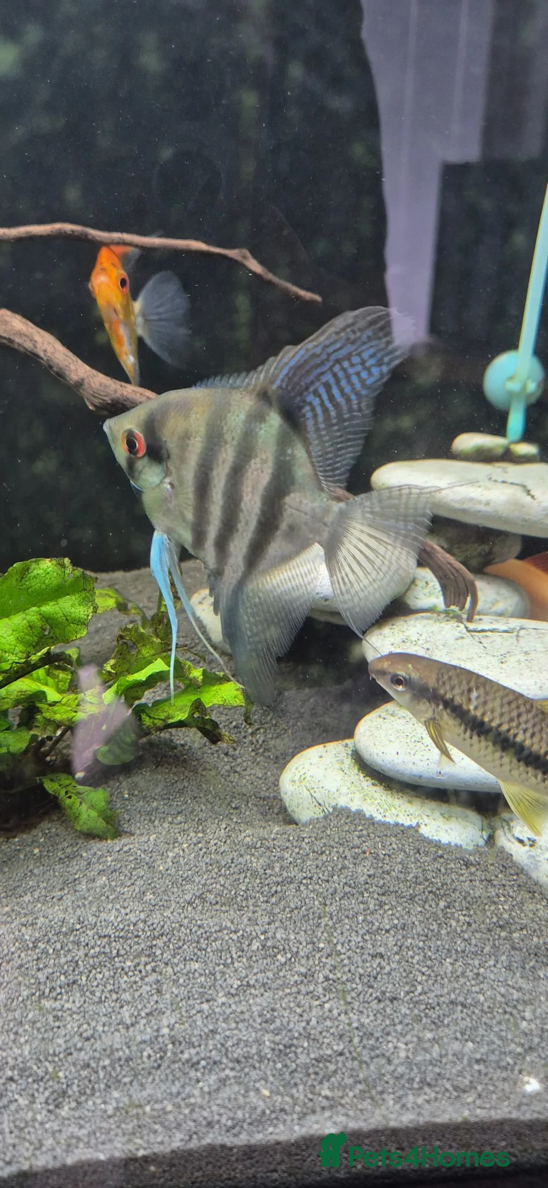 Angelfish fish for sale: Blue Ghost and Koi angelfish (separate/pair) - Advert 5