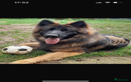 German Shepherd dogs for sale: Litter of German shepherd puppies for sale - Image 2