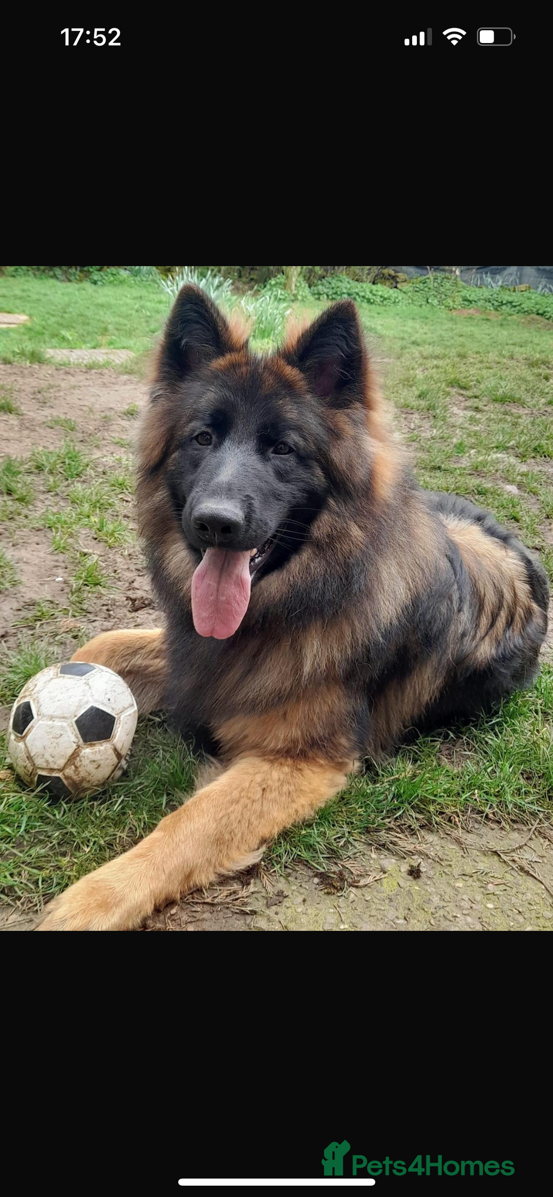 German Shepherd dogs for sale: Litter of German shepherd puppies for sale - Image 2