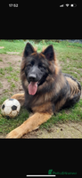 German Shepherd dogs - Advert 4