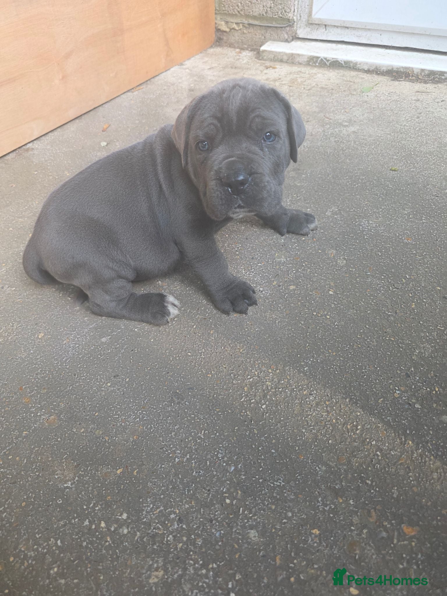 Cane Corso dogs Cane corso puppies - Advert 1