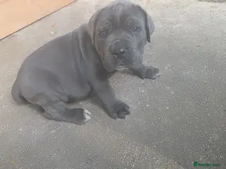 Cane Corso dogs Cane corso puppies - Advert 1