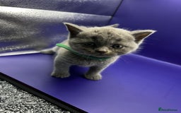 British Shorthair cats for sale: 🏆Grand Imperial Champion Sired GCCF Registered🏆  - Image 8