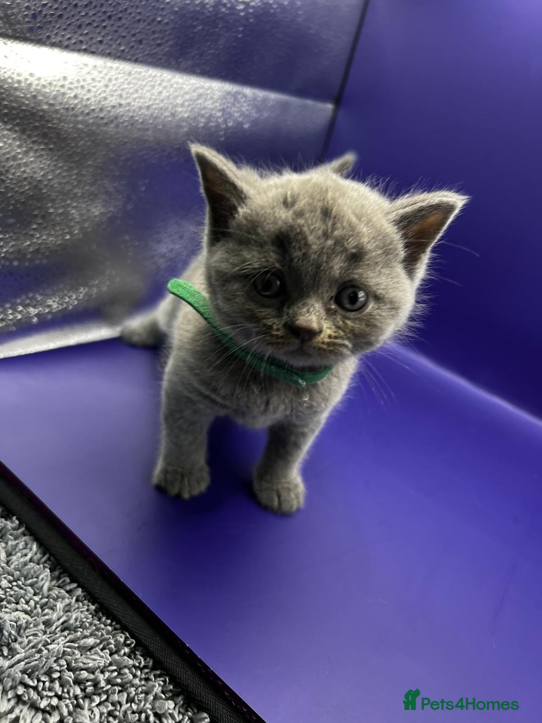 British Shorthair cats for sale: 🏆Grand Imperial Champion Sired GCCF Registered🏆  - Image 8