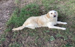 Golden Retriever dogs for sale: Stunning fantastic bitch kc registered  - Image 3