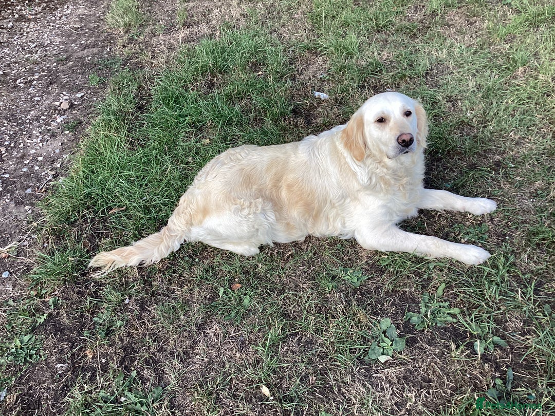 Golden Retriever dogs for sale: Stunning fantastic bitch kc registered  - Image 3