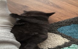 Ragdoll cats for sale: Kittens for sale - Image 9