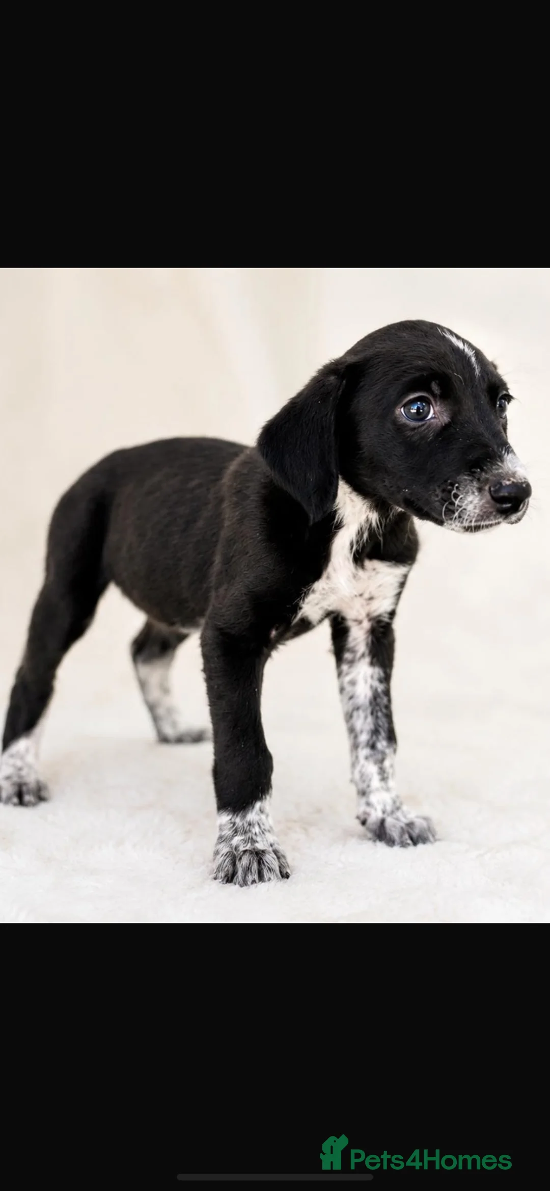 Lurcher dogs for sale: 4 Stunning lurcher puppies  - Advert 1