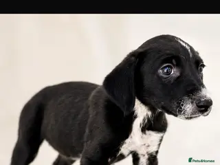 Lurcher dogs 4 Stunning lurcher puppies - Advert 6