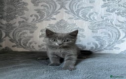 British Shorthair cats for sale:  kittens  in Luton - Image 1