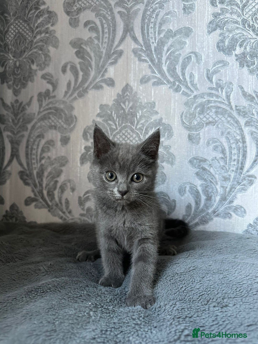 British Shorthair cats for sale:  kittens  in Luton - Image 1
