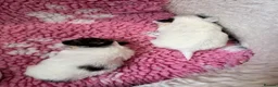 Papillon dogs for sale: Beautiful KC Registered Puppies - Only two left! - Advert 12