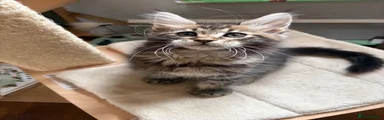 Maine Coon 1