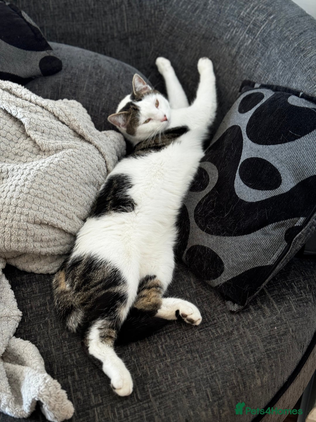 Mixed Breed cats for sale: Lovely 2.5 year old female cat needs forever home - Advert 2