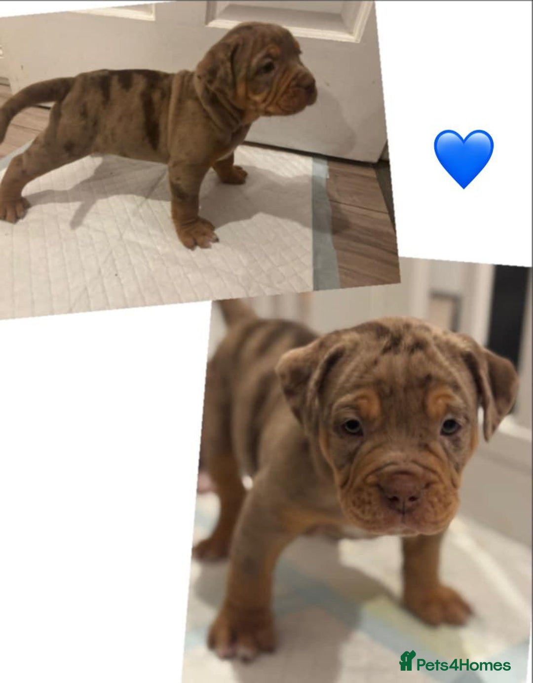 Olde English Bulldogge dogs for sale: Olde English bulldogge puppies  - Image 2