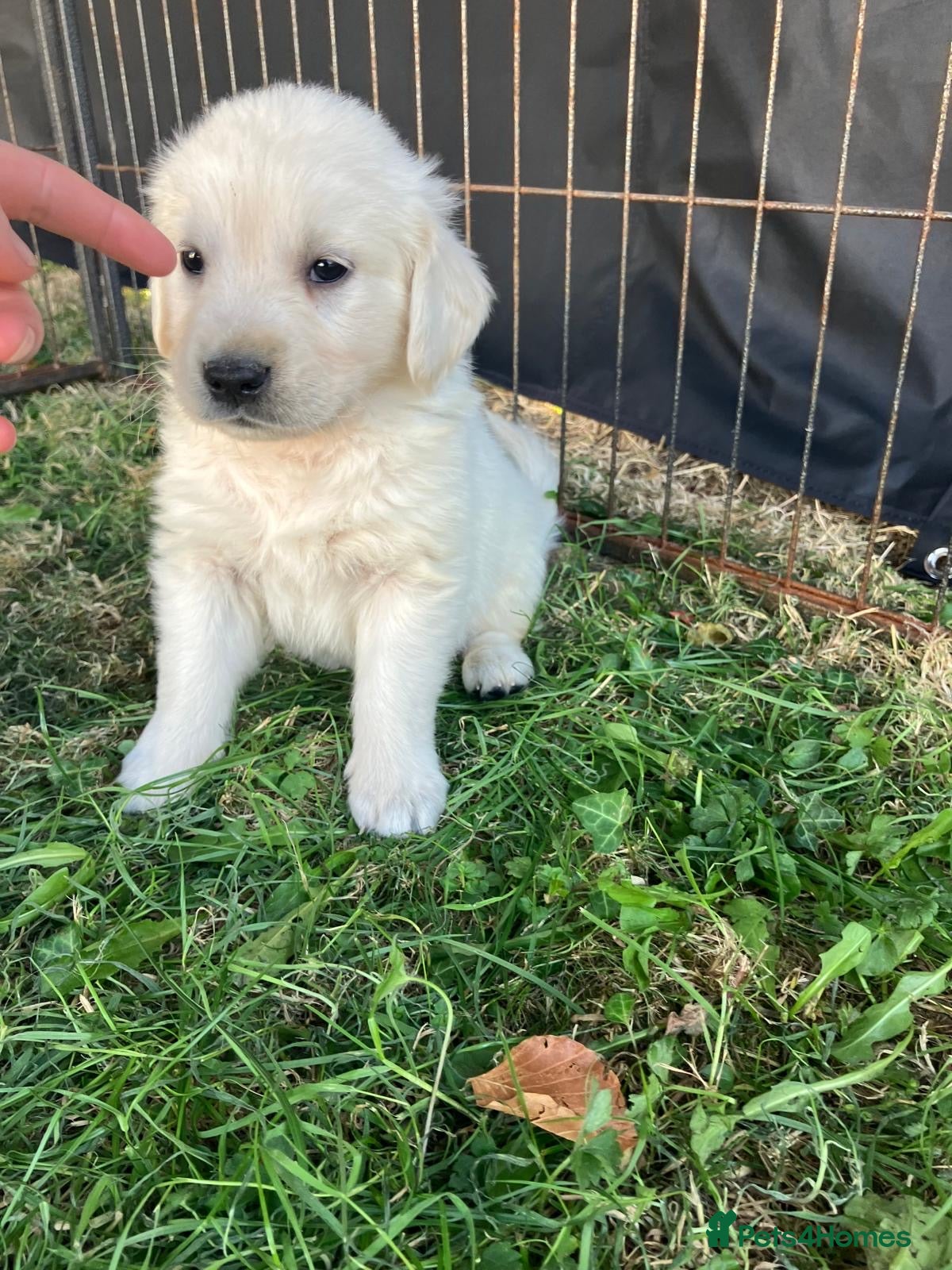 Golden Retriever dogs KC Reg Health Tested Golden Retriever Pups - Advert 2
