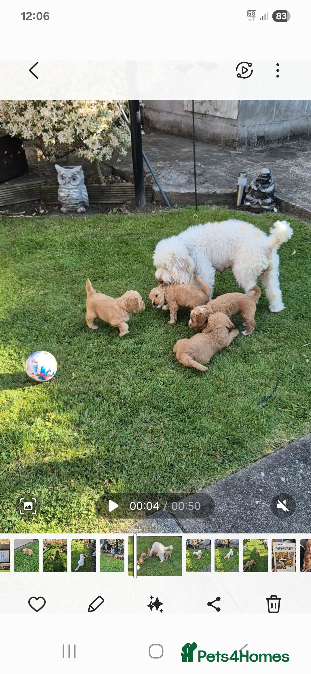 Cockapoo dogs for sale: READY NOW !! ONLY 3 COCKERPOO PUPPIES LEFT !!! in Alfreton - Image 21