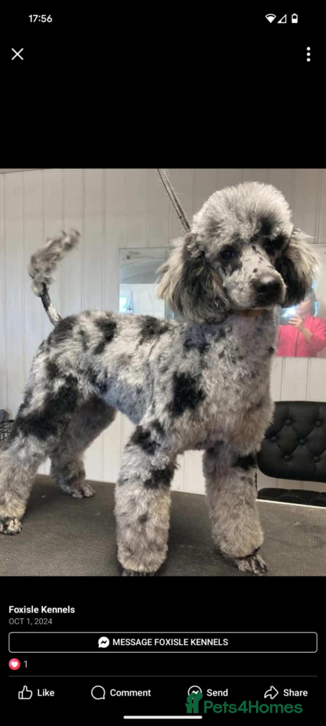 Labradoodle dogs for sale: Heal tested F1b miniature labradoodles - Image 25