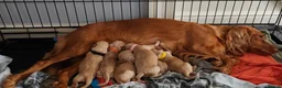 Cockapoo dogs for sale: Beautiful Cockapoo Puppies🐾 - Advert 2