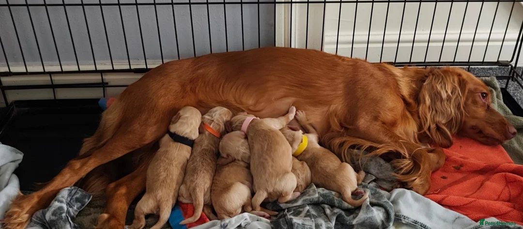 Cockapoo dogs for sale: Beautiful Cockapoo Puppies🐾 - Advert 2