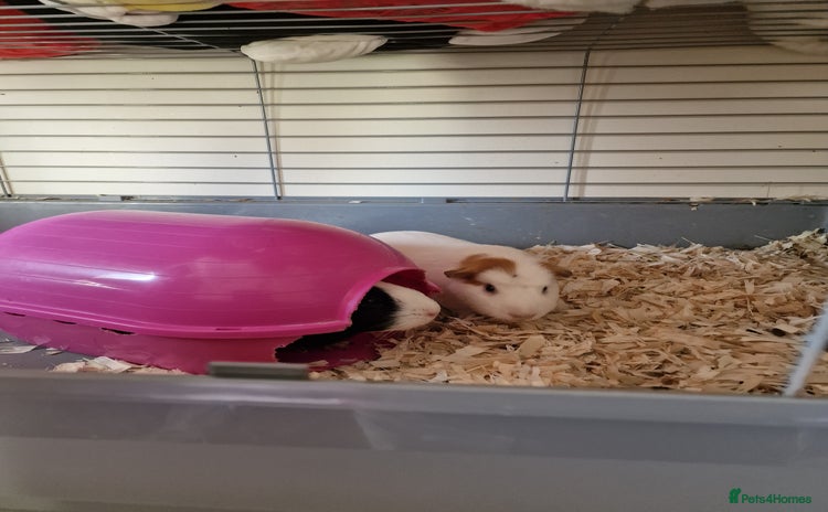 Guinea Pig rodents - Advert 8