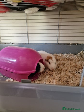 Guinea Pig rodents - Advert 12