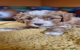 Cavapoo dogs for sale: Gorgeous f1b Cavapoo puppys.Health tested parents  - Image 39