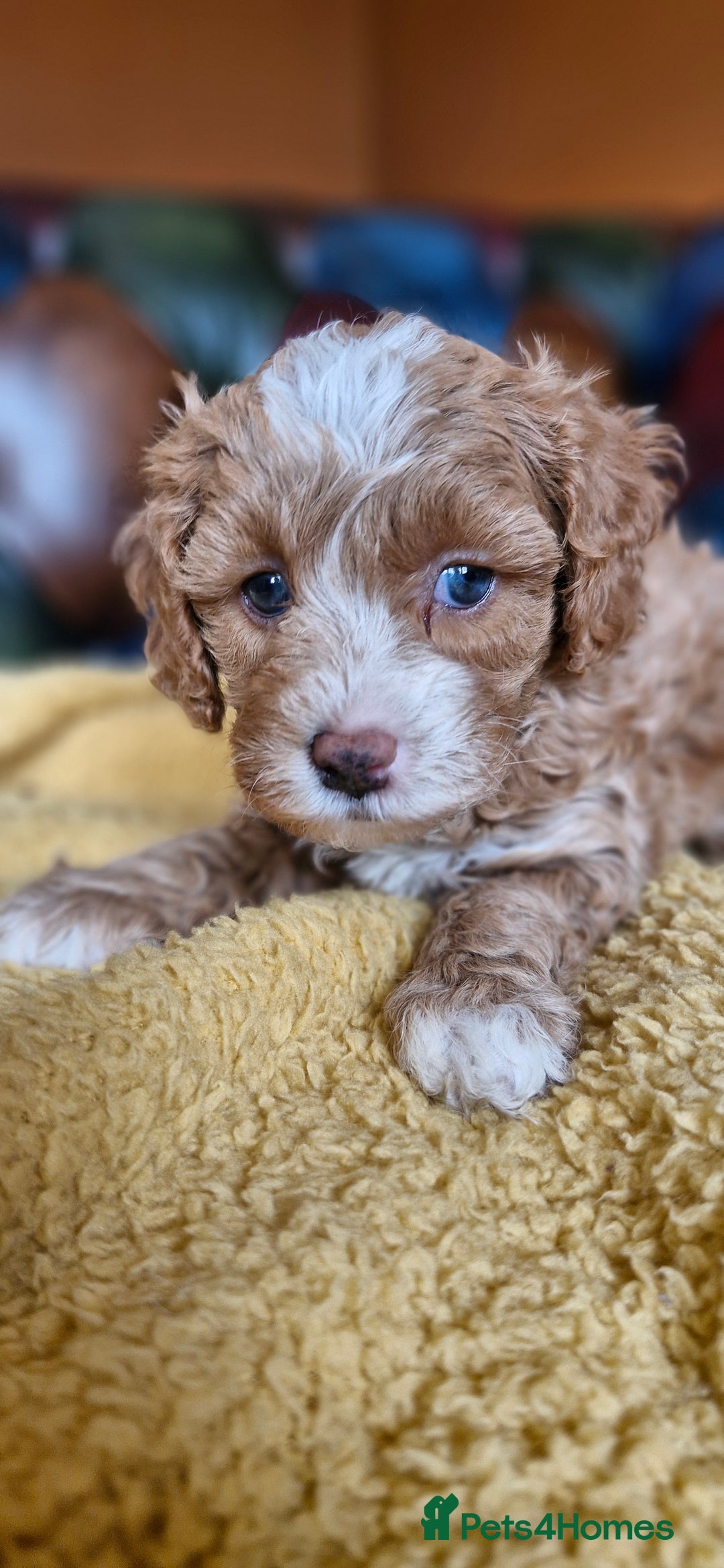 Cavapoo dogs for sale: Gorgeous f1b Cavapoo puppys.Health tested parents  - Image 39