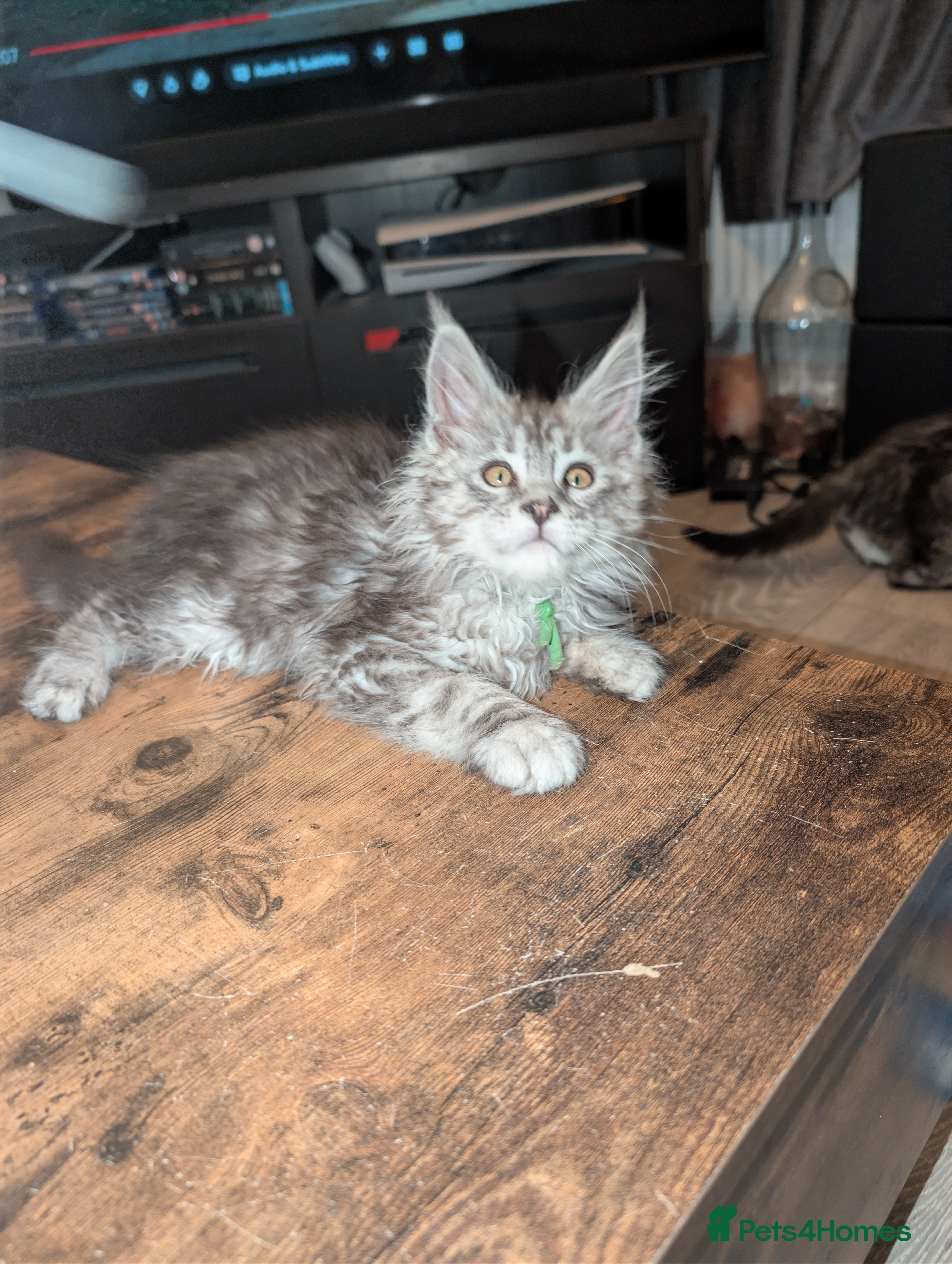 Maine Coon cats Mainecoon kittens  - Advert 12