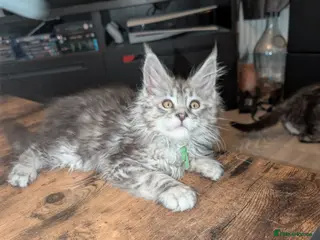 Maine Coon cats Mainecoon kittens - Advert 12