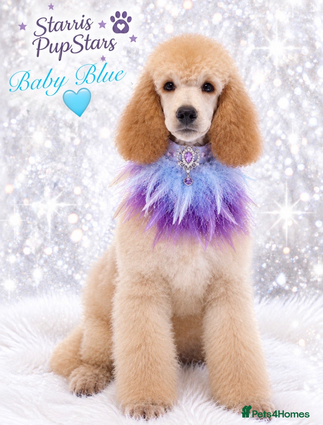 Standard Poodle dogs Baby blue  - Advert 1