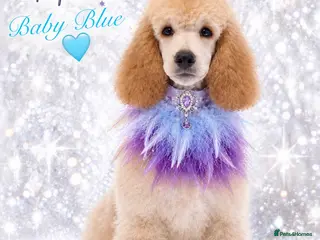 Standard Poodle dogs Baby blue - Advert 2