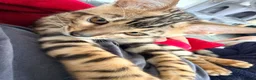 Bengal cats for sale: Stunning Bengal 3 Boys left - Advert 27