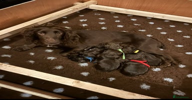 Cocker Spaniel dogs - Advert 4
