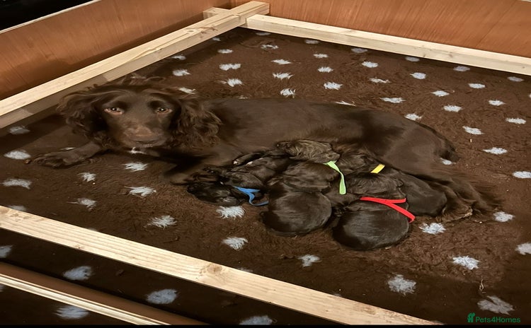 Cocker Spaniel dogs - Advert 13